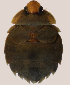 Семейство Афелохериды — Aphelochiridae