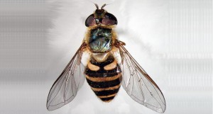 Отряд Двукрылые, или Мухи— Diptera