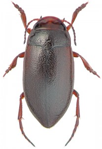 Dytiscidae