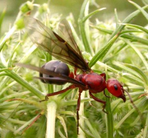 Семейство Муравьи — Formicidae