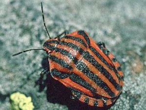 Отряд Полужесткокрылые, или Клопы— Hemiptera