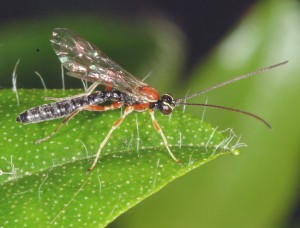 Отряд Перепончатокрылые — Hymenoptera