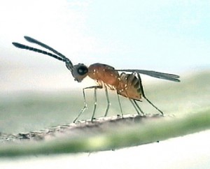 Семейство Мимариды — Mymaridae