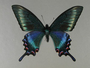Семейство Кавалеры — Papilionidae продолжение