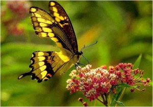 Семейство Кавалеры — Papilionidae