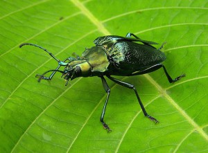 Семейство усачи — Cerambycidae
